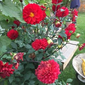 Meet your Posher, Anne